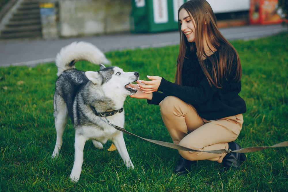 Obedience Training for Pets: A Complete Guide to Raising a Well-Behaved Dog